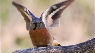 Fantailed Cuckoo – Scheyville National Park [upl. by Aititel]