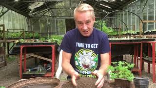 How to grow aquilegia from seed part 2 stinkyditchnursery750 May ‘22 [upl. by Blaze]