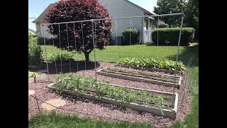 Easy Tomato Trellis Set up [upl. by Litnahc]