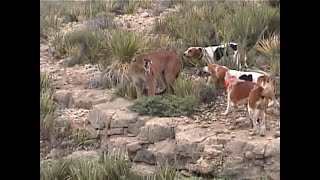 Mountain Lion bayed w hounds [upl. by Hsivat]