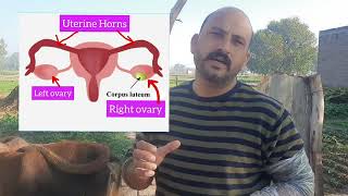 Corpus luteum on ovary  Luteal cyst Anestrus  Repeat Breeding  dr ashwani Bassan [upl. by Kinnard]