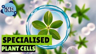 Exploring the World Of Specialised Plant Cells [upl. by Joell]