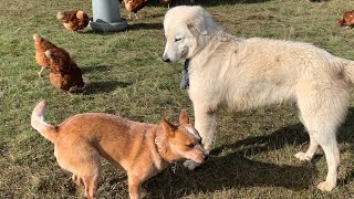 What Happens Putting A Cattle Dog In With A Working Maremma A Whole Lot of Fun [upl. by Nwahsat781]