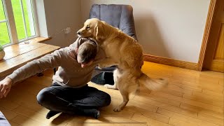 Angry Golden Retriever Guard Dog Protects House In The Strangest Way [upl. by Koeninger]