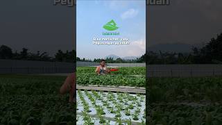 Keseruan di kebun sayur hidroponik [upl. by Aynekat]