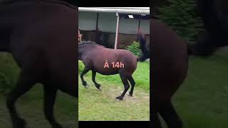 Première Fois 4 Caisses Pour Karla  😮 Avec Ekaitzetmoi newsong dance mavie horse cheval [upl. by Ijar]