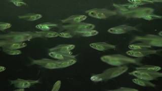 Neon Green Rasbora Microdevario Kubotai [upl. by Pachston]