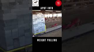 PITBULL DOG WEIGHT PULLING APBT ADBA [upl. by Leuas]