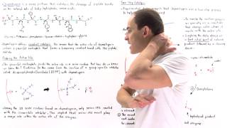 Chymotrypsin and Covalent Catalysis [upl. by Vey]