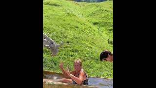 COMMENT SE RAFRAÎCHIR PENDANT LA CANICULE Dans le bassin du restaurant de Lalpage Des Têtes [upl. by Roane]