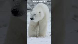 TOP 10 Carnivorous Animals 🐺🦈🐯  Carnivore Animals  Flesh eaters shorts viral animalfacts [upl. by Riem296]