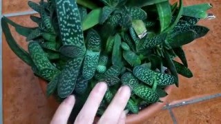 How to care for Gasteria Succulent plants [upl. by Elbam595]