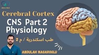 Cerebral Cortex 1  PHYSIOLOGY  CNS PART 2  طب اسكندرية مرحلة ثانية [upl. by Trebla]