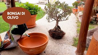 Bonsai Di Ulivo  COME EFFETTUARE IL RINVASO NELLO STESSO VASO [upl. by Aubree]