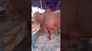 Heavy Bull shortvideo karachicowmandi viralshorts youtubeshorts qurbanikjanwar [upl. by Stockwell853]