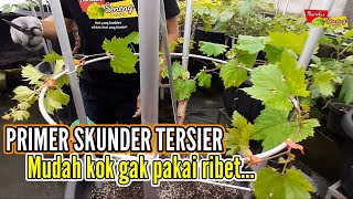 CARA TANAM ANGGUR DALAM POT Part 8 Pembentukan Primer Skunder Tersier [upl. by Rhonda]