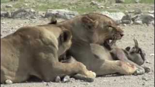 Lions Killing Warthog [upl. by Raney]