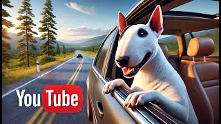 Mini Bull Terrier’s Road Trip Adventures with His Human” [upl. by Yenar735]