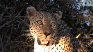 Leopard Calls CloseUp View HD [upl. by Layla]