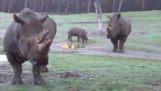 Neushoorn Vince voor het eerst op de vlakte  Burgers Zoo Arnhem [upl. by Airun857]