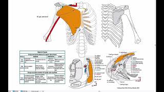 Muscle de lépaule groupe antérieur 2 [upl. by Eatnahc]
