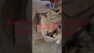 Cali loves boxes shorts cali caliandcoco bestfriends cat catlover cats cute [upl. by Nniroc]