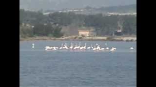 flamands roses à Bages dAudeMPG [upl. by Aicetal]