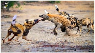 Hiena Solitária Foi Atacada E Comida Brutalmente Uma Matilha De Cães Selvagens  Animais Selvagens [upl. by Hamitaf416]