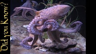 Octopus – How a Giant Pacific Octopus Eats [upl. by Lotsirk]