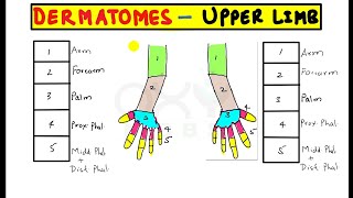 Trick to remember permanently Dermatomes of upper limb [upl. by Rentsch]