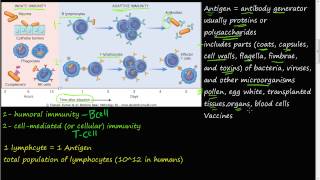 68P  adaptive immunity humoral immunity cellmediated immunity antigen overview [upl. by Alled]