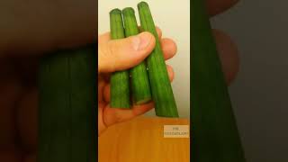 Sansevieria Cylindrica Propagation [upl. by Finkelstein75]