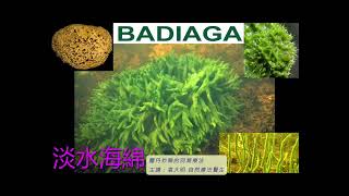 《靈丹妙藥的同類療法》 EP215  淡水海綿 Badiaga [upl. by Lifton]