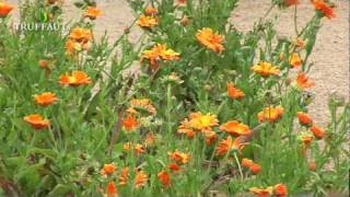 Visite du potager de couleur du domaine de Chaumont sur Loire  Truffaut [upl. by Aldo485]