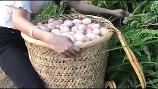 ¡Qué increíble granja de gallinas ponedoras de huevos 💗😍 [upl. by Hamirak825]