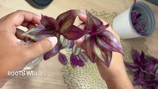 How to Propagate Wandering Jew PlantInch PlantTradescantia Zebrina [upl. by Nhguavahs]