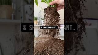 How to Revive a Plant  Soil  creative explained [upl. by Jerol481]