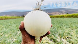 CULTIVO DE CEBOLLA COSECHA CORTE ARPILLADA Y DISTRIBUCIÓN DE LA CEBOLLA [upl. by Tracy926]