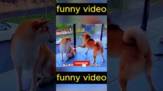 দামরা সয়তান টা অনেক জালাইতেছিলো dog pooch funnyanimal pets puppycomedy funnydog funnypet fu [upl. by Algernon]