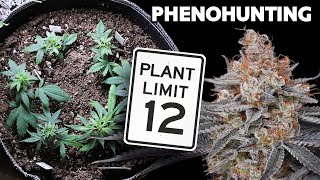 Pheno Hunting Regular Seeds within Legal Limits – Selective Breeding with Spider Farmer [upl. by Frodeen584]