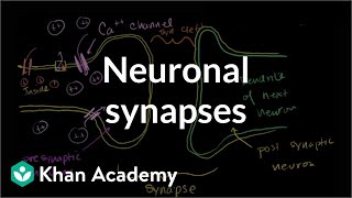 Neuronal synapses chemical  Human anatomy and physiology  Health amp Medicine  Khan Academy [upl. by Pack]