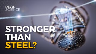 Why Spider Silk is Stronger Than Steel [upl. by Ahsenrac]