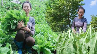 Harvest Vegetables  Forest Mushrooms  Preserving Vegetables  Cooking  Puppy [upl. by Solomon]