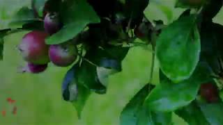 Flower to Fruits Apple Timelaps [upl. by Glogau]