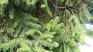 Picea abies Barryi [upl. by Tager]