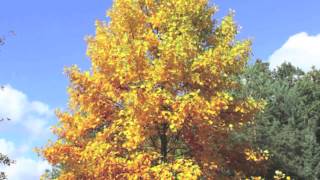 Tulip Poplar Trees [upl. by Orlena367]