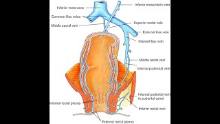 Venous drainage of the rectum Superior Middle and inferior rectal veins [upl. by Lyda]