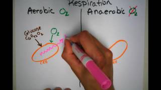 Aerobic vs Anaerobic Respiration in Cells [upl. by Hildegaard822]