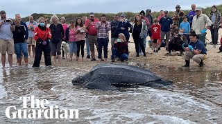 Giant leatherback sea turtle stranded on Cape Cod rescued by volunteers [upl. by Dov931]