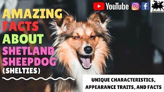 Amazing Facts About Shetland Sheepdog Sheltie Facts  Shetland Sheepdog Facts  Animals Addict [upl. by Anelram586]